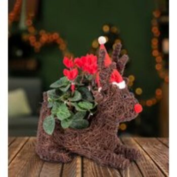 Christmas Cyclamen - Christmas Plants - Christmas Plant Gifts - Cyclamen Plants - Christmas Plant Delivery - Xmas Plants