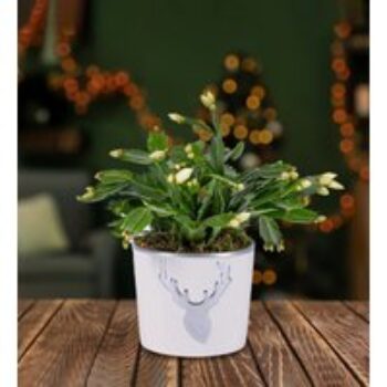 Christmas Cacti - Cacti Plants - Christmas Plants - Christmas Indoor Plants - Christmas Plant Delivery - Plant Gifts - Free Chocs