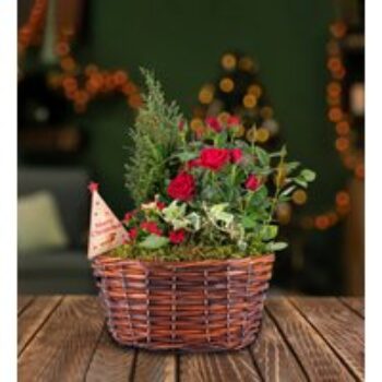 Traditional Christmas Basket - Christmas Plants - Indoor Christmas Plants - Outdoor Christmas Plants - Christmas Plant Gifts - Free Chocs