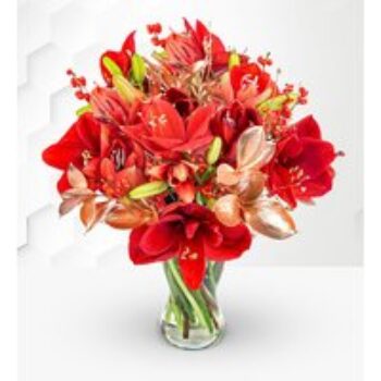 Amaryllis Allure – Free Chocs – Christmas Amaryllis – Christmas Flowers – Christmas Bouquets – Christmas Flowers Delivered