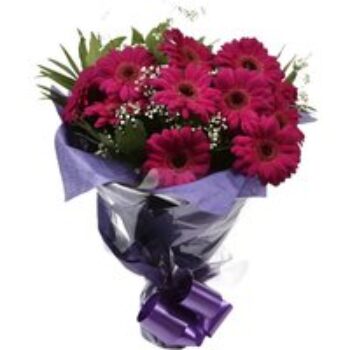 Cerise Glamour Gerberas