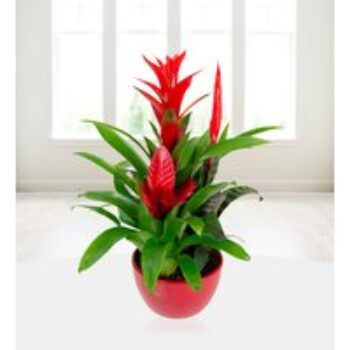 Christmas Bromelia - Free Chocs