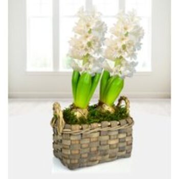 Hyacinth Duo Basket - Free Chocs