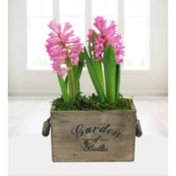 Sweet Hyacinth Duo - Free Chocs