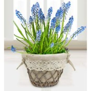 Muscari Basket - Free Chocs