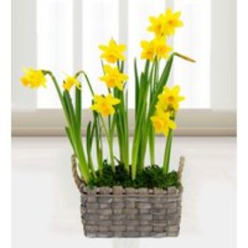 Spring Daffodil Basket - Free Chocs