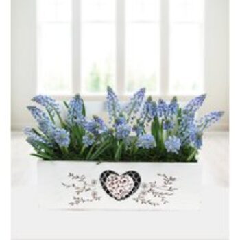 Spring Muscari - Free Chocs