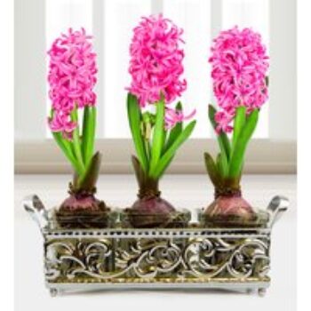 Trio Ornate Hyacinths - Free Chocs