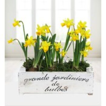 Grande Daffodils - Free Chocs