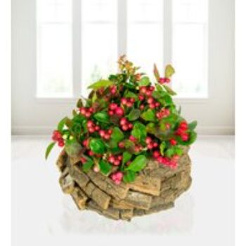 Rustic Red Berry Display - Free Chocs