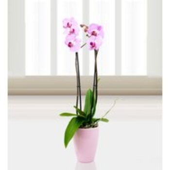 Phalaenopsis Sacramento