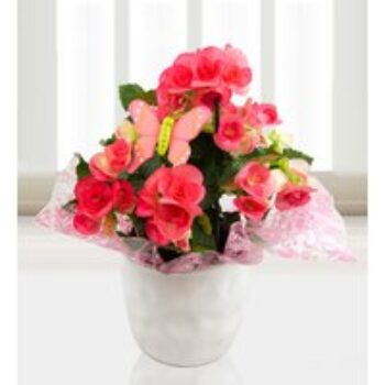 Beautiful Begonias - Free Chocs