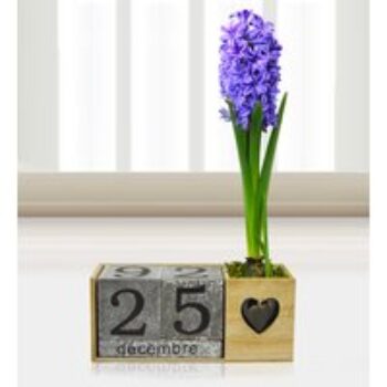 Festive Hyacinth - Free Chocs