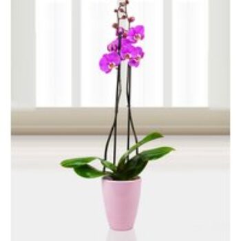 Phalaenopsis Luxor