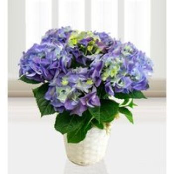 Hydrangea basket - Free Chocs