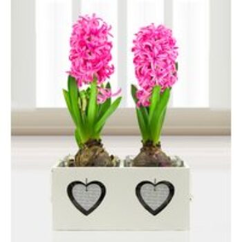 Spring Hyacinths - Free Chocs