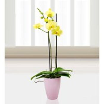 Phalaenopsis Alassio