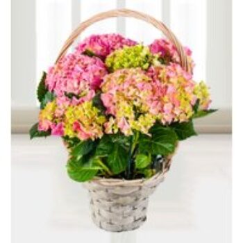 Hydrangea Basket - Free Chocs