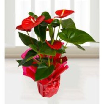 Anthurium Attraction - Free Chocs