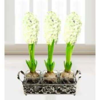 Trio of Hyacinths - Free Chocs