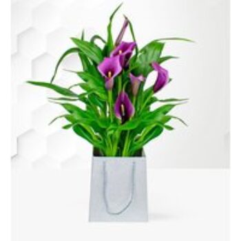 Calla Lily Plant - Free Chocs