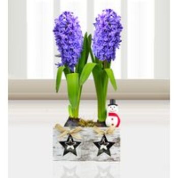 Festive Hyacinth Duo - Free Chocs