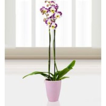 Phalaenopsis Zamora