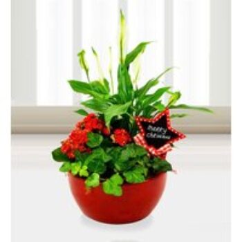 Christmas Plant Arrangement - Free Chocs