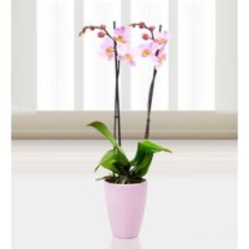 Phalaenopsis Salinas