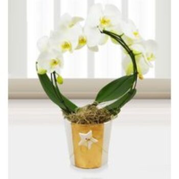 Holiday Orchids - Free Chocs