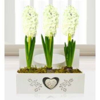 Christmas Hyacinth Trio - Free Chocs