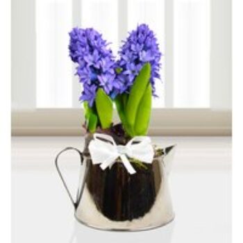 Jug of Hyacinths - Free Chocs