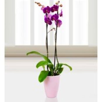 Phalaenopsis Rio Grand