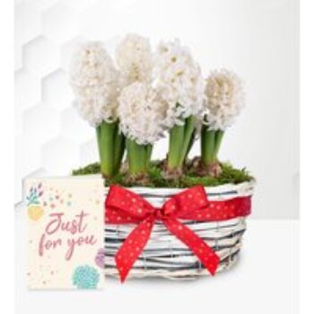 Winter Hyacinth Basket with Card