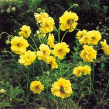 Geum 'Lady Stratheden'