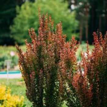 Berberis thunbergii f. atropurpurea 'Red Rocket'