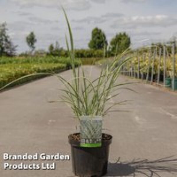 Miscanthus sinensis 'Variegatus'