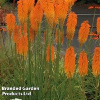 Red Hot Poker 'Mango Popsicle'