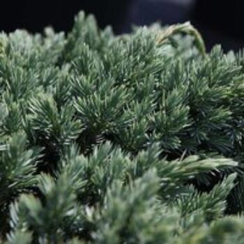 Juniperus squamata 'Blue Spider'