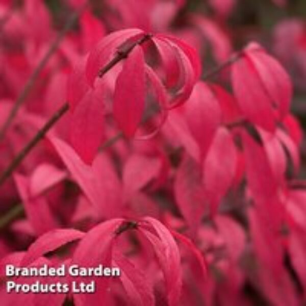 Euonymus alatus 'Unforgettable Fire'