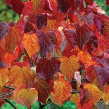 Cercis canadensis 'Forest Pansy'