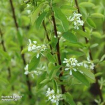 Amelanchier 'Rainbow Pillar'