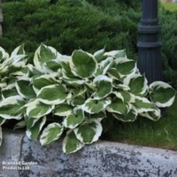 Hosta 'Patriot'