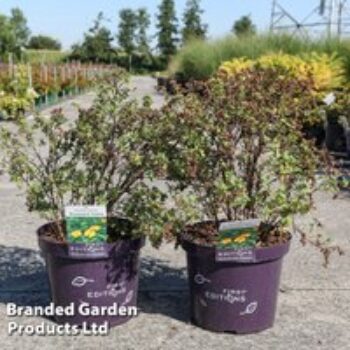 Potentilla fruticosa 'Mandarin Tango'