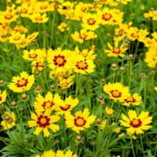 Coreopsis 'Sunkiss'