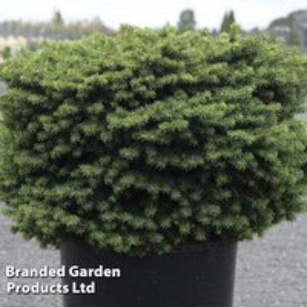 Picea abies 'Little Gem'