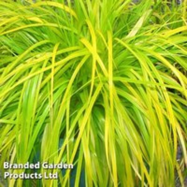 Carex oshimensis 'Everillo'