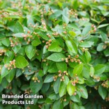 Cotoneaster lucidus