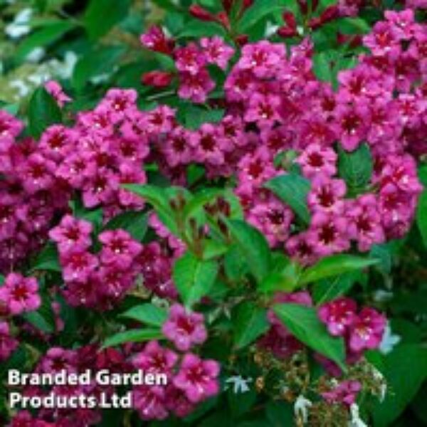 Weigela 'Minuet'