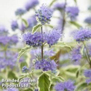 Caryopteris x clandonensis 'White Surprise'